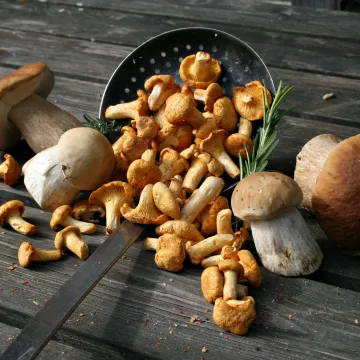 Zu sehen sind gesammelte Steinpilze und Eierschwammerl – beide essbar, aber leicht mit giftigen Pilzen verwechselbar, was zu Vergiftungen führen kann.