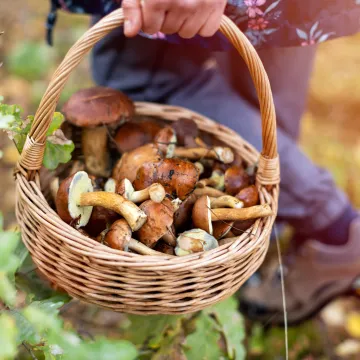 © pikselstock - stock.adobe.com Korb voller Pilze, der von einer Person im Wald getragen wird.