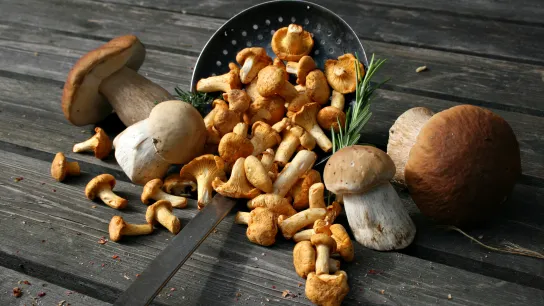 © jeepbabes - stock.adobe.com Zu sehen sind gesammelte Steinpilze und Eierschwammerl – beide essbar, aber leicht mit giftigen Pilzen verwechselbar, was zu Vergiftungen führen kann.