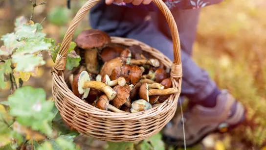 Korb voller Pilze, der von einer Person im Wald getragen wird.